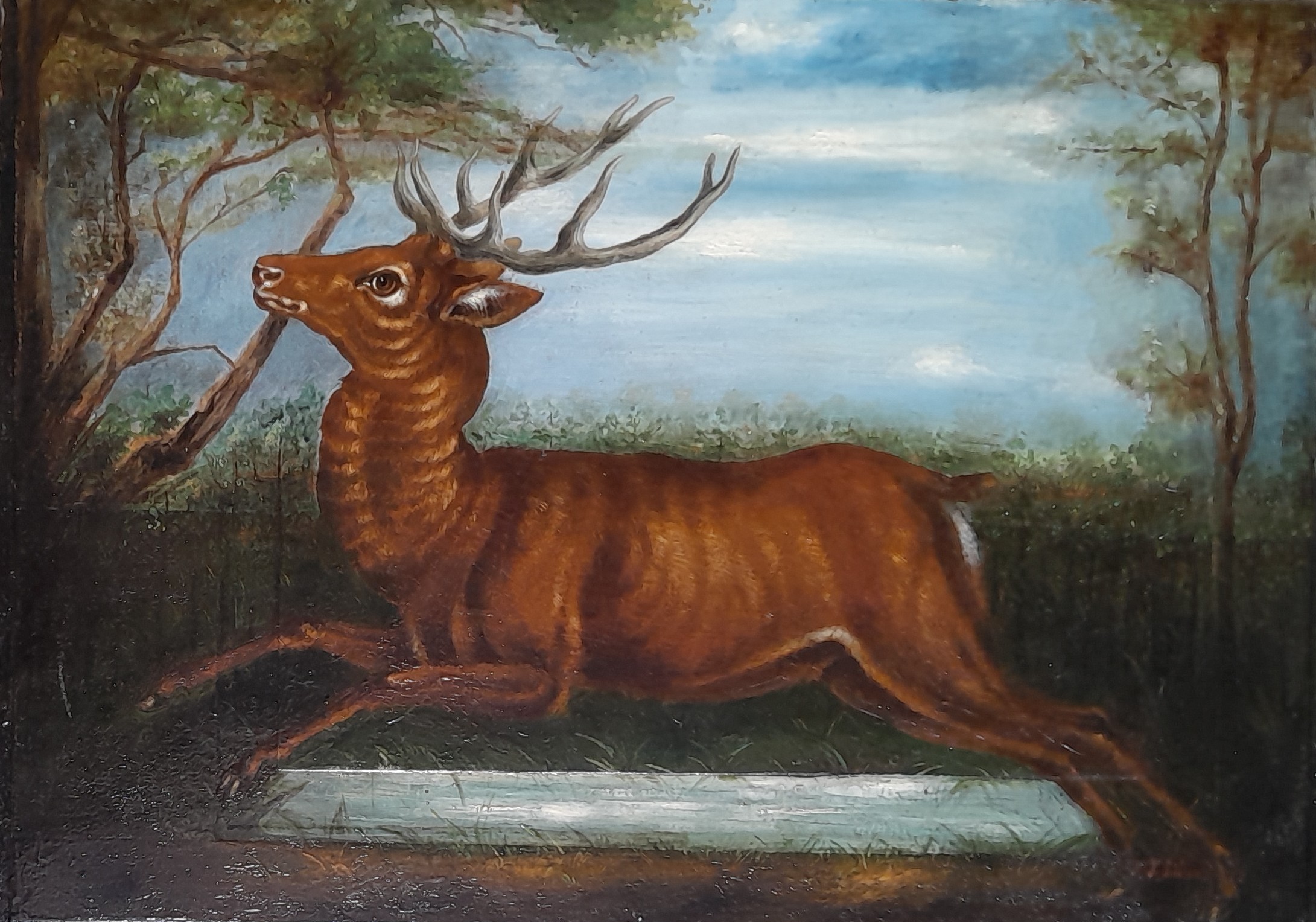 Cerf courant