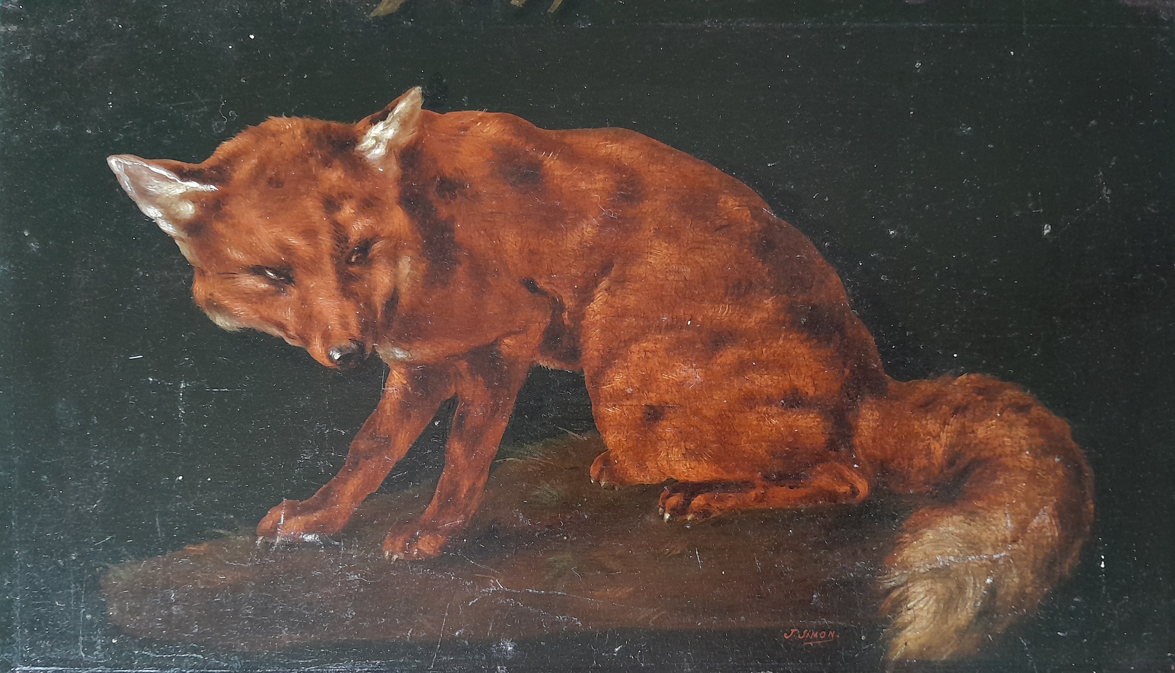 Renard